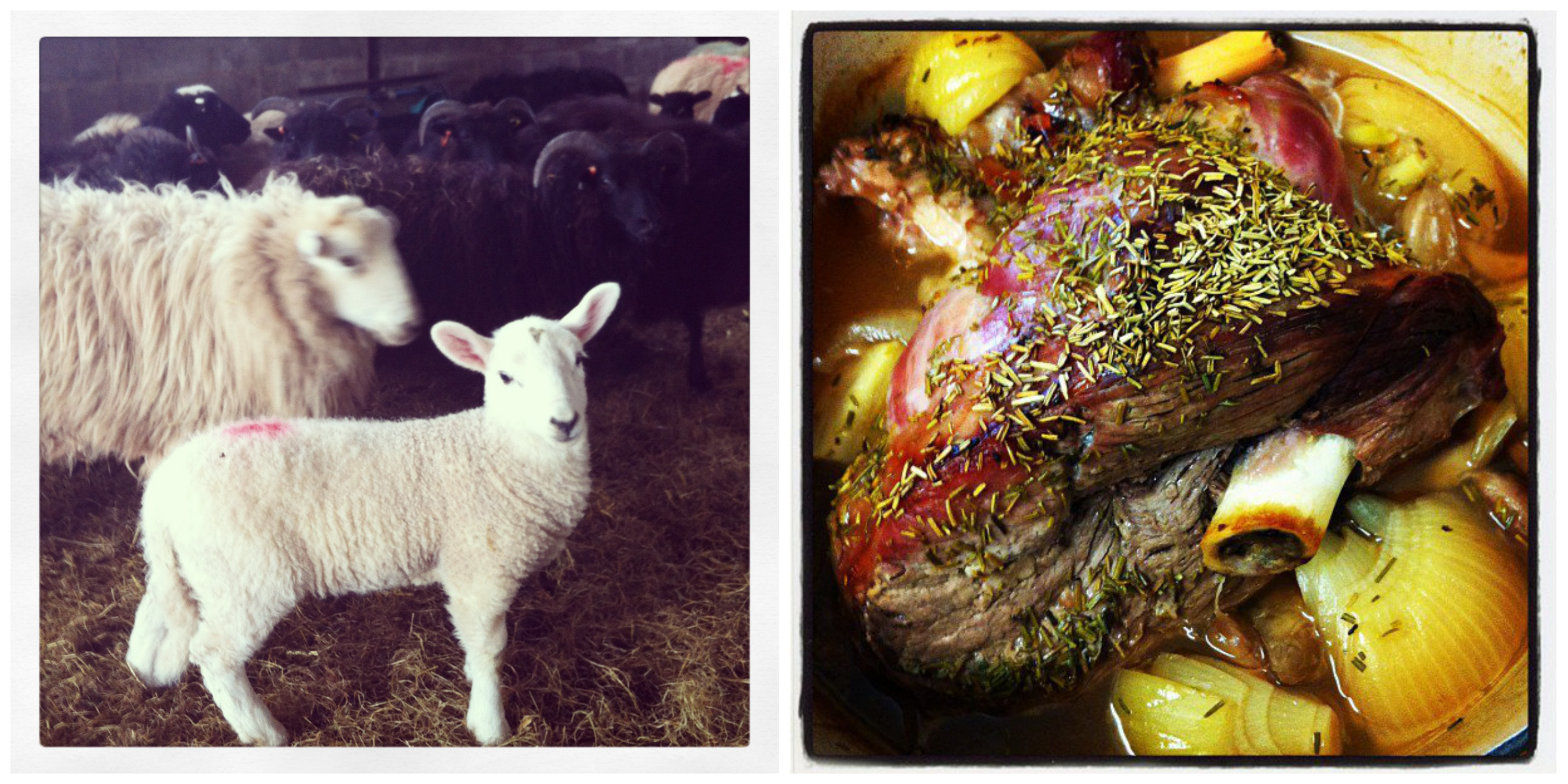 Lamb-lamb Collage